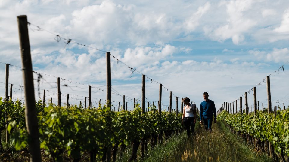 Vignobles Mauro Guicheney- Vineyard