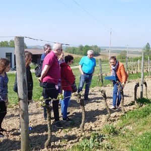 Vineyard tour